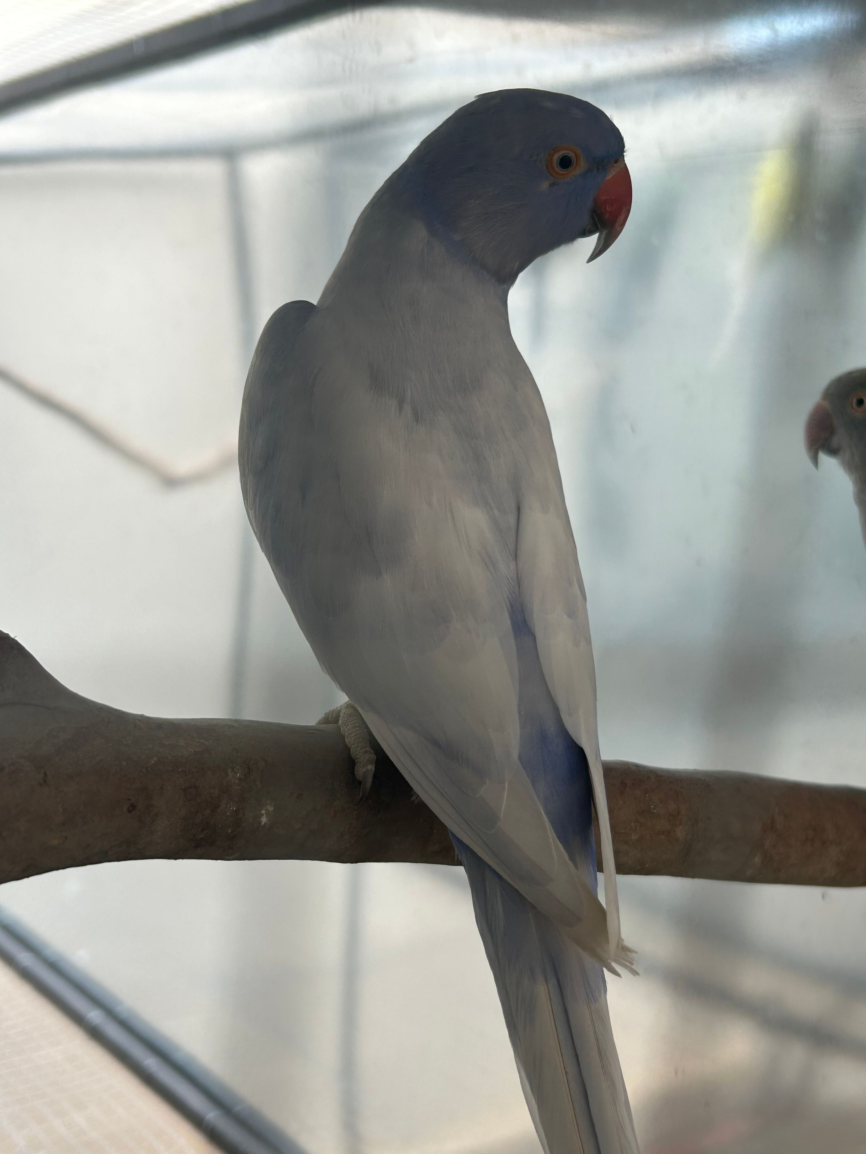 RING NECK-  Violeta Opalina dominante