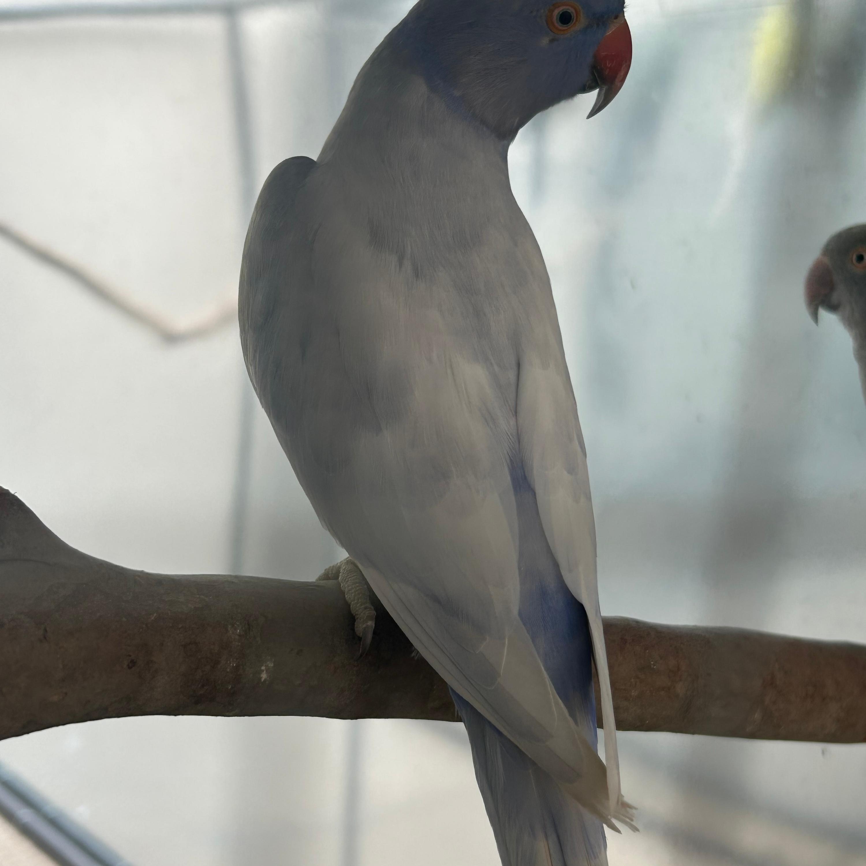 RING NECK- Violeta Opalina dominante