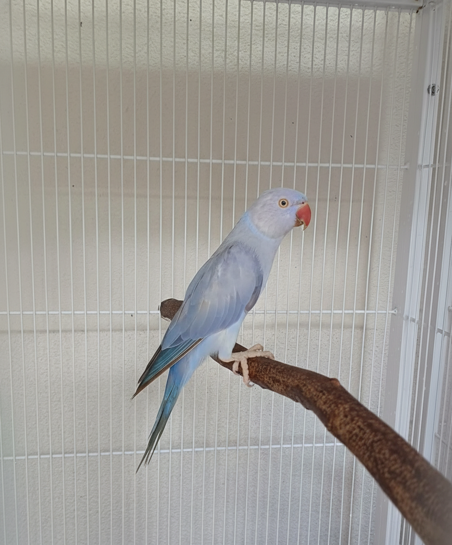 Thumbnail da imagem de Violeta Canela 2023 - 0