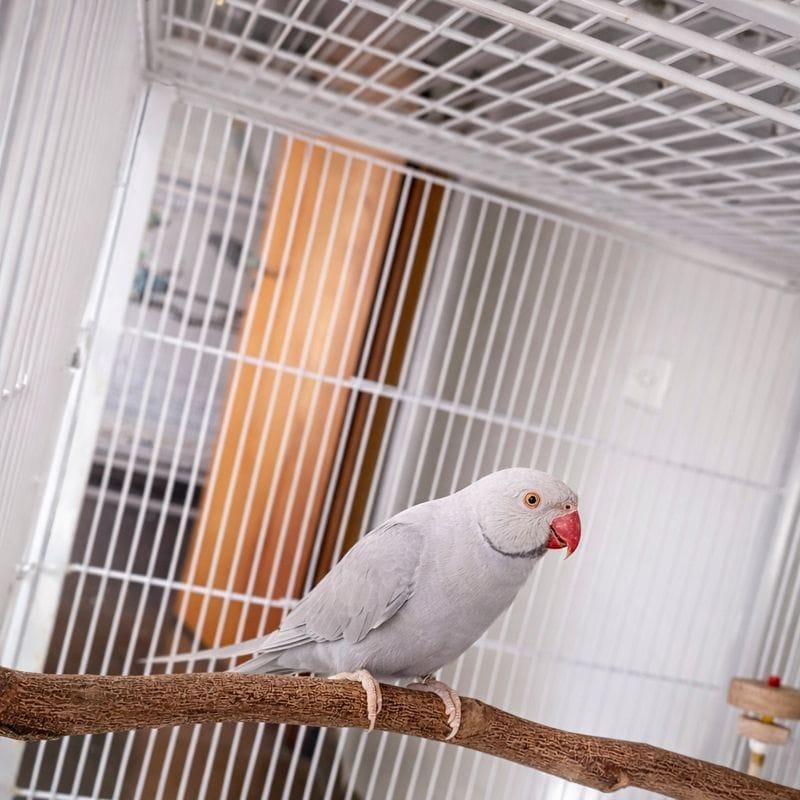 Imagem de Pallid Malva 2023 - 0