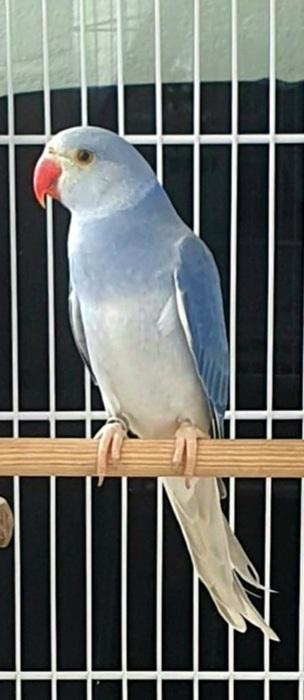 Imagem de Cleartail Violeta Turquesa - 1