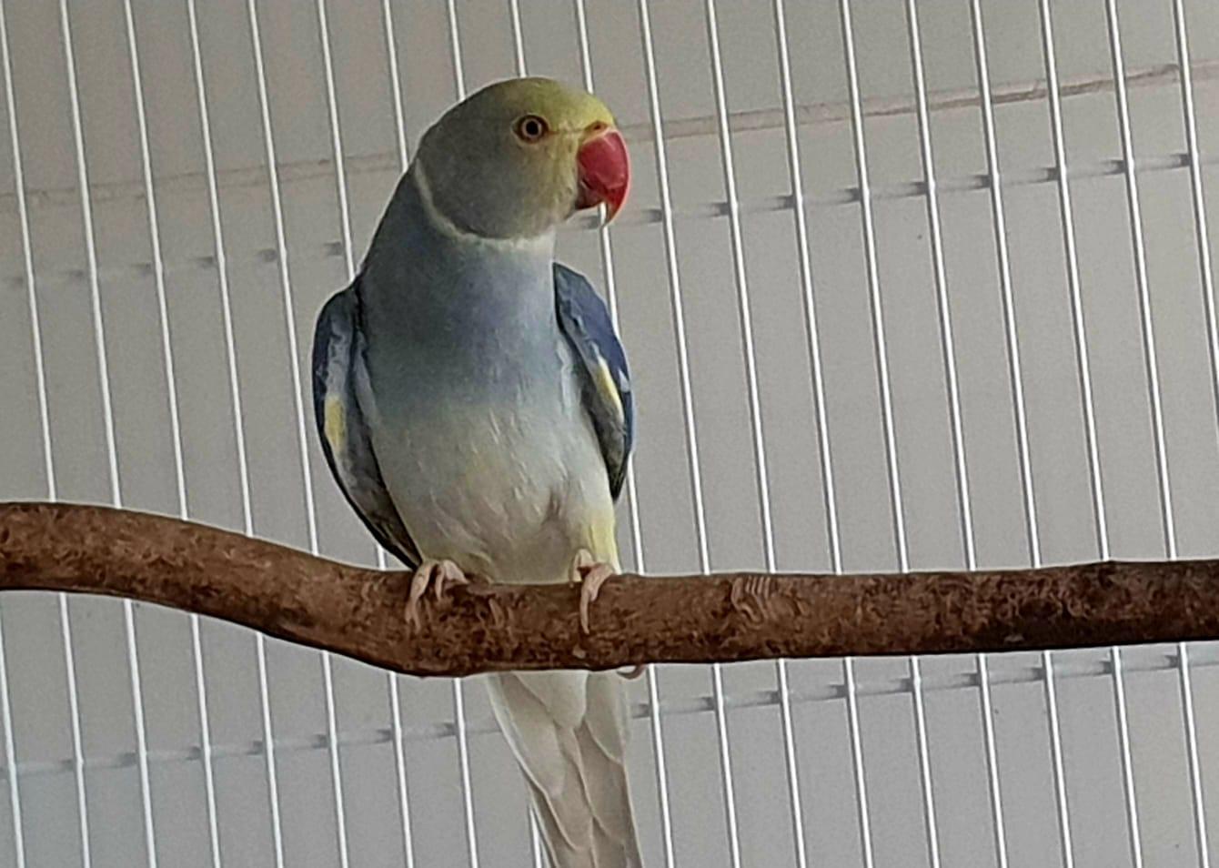 Imagem de Cleartail Violeta Turquesa - 1