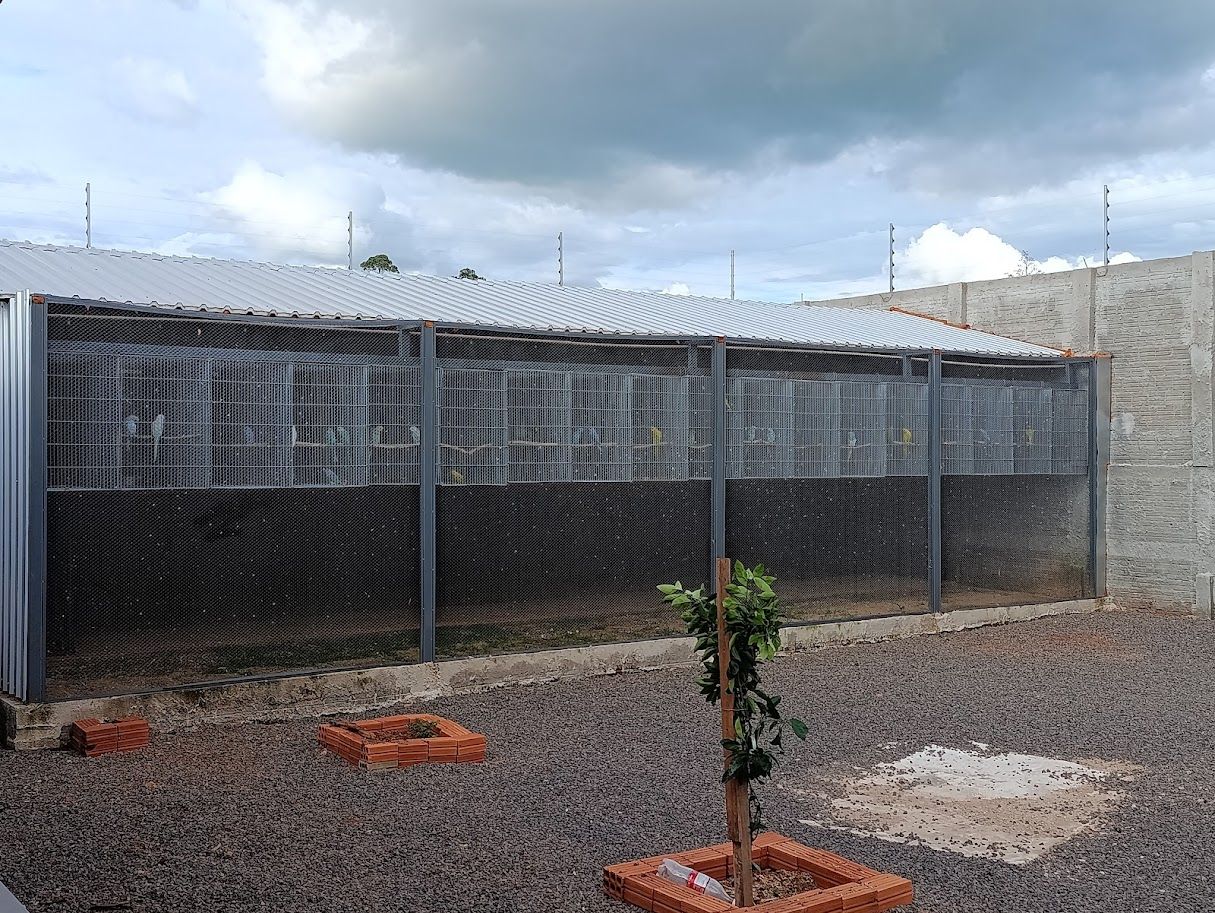 Imagem de perfil de JOSE  AUGUSTO ...CRIATORIO LOPES - 0