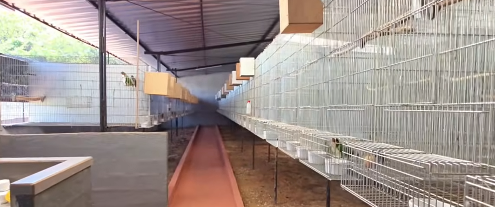 Imagem de perfil de Raphael Verri Aves Exóticas - 1