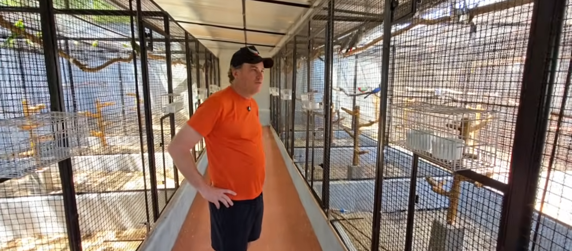 Imagem de perfil de Raphael Verri Aves Exóticas - 0