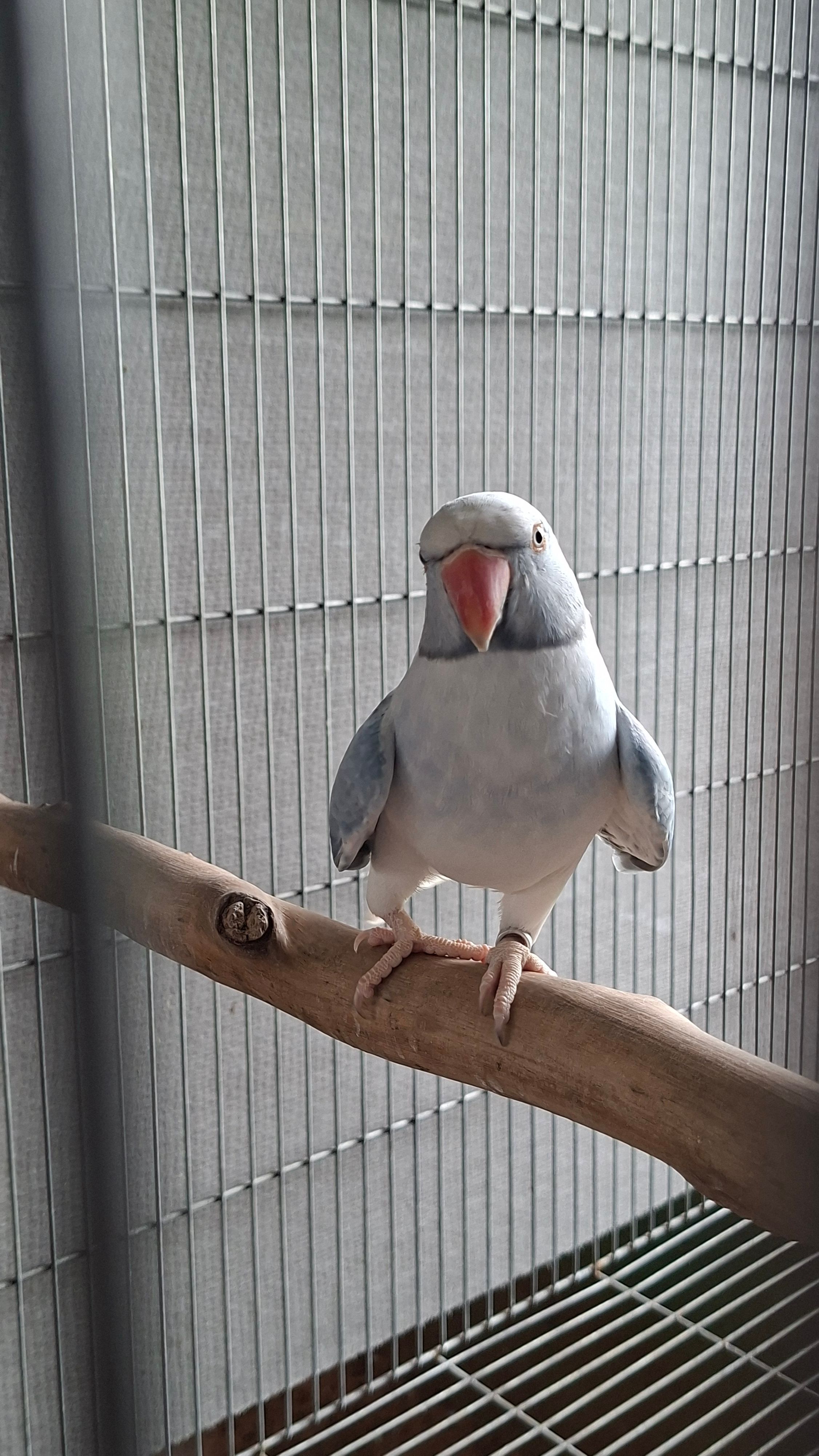 Imagem de perfil de Criadouro Gardens - 0