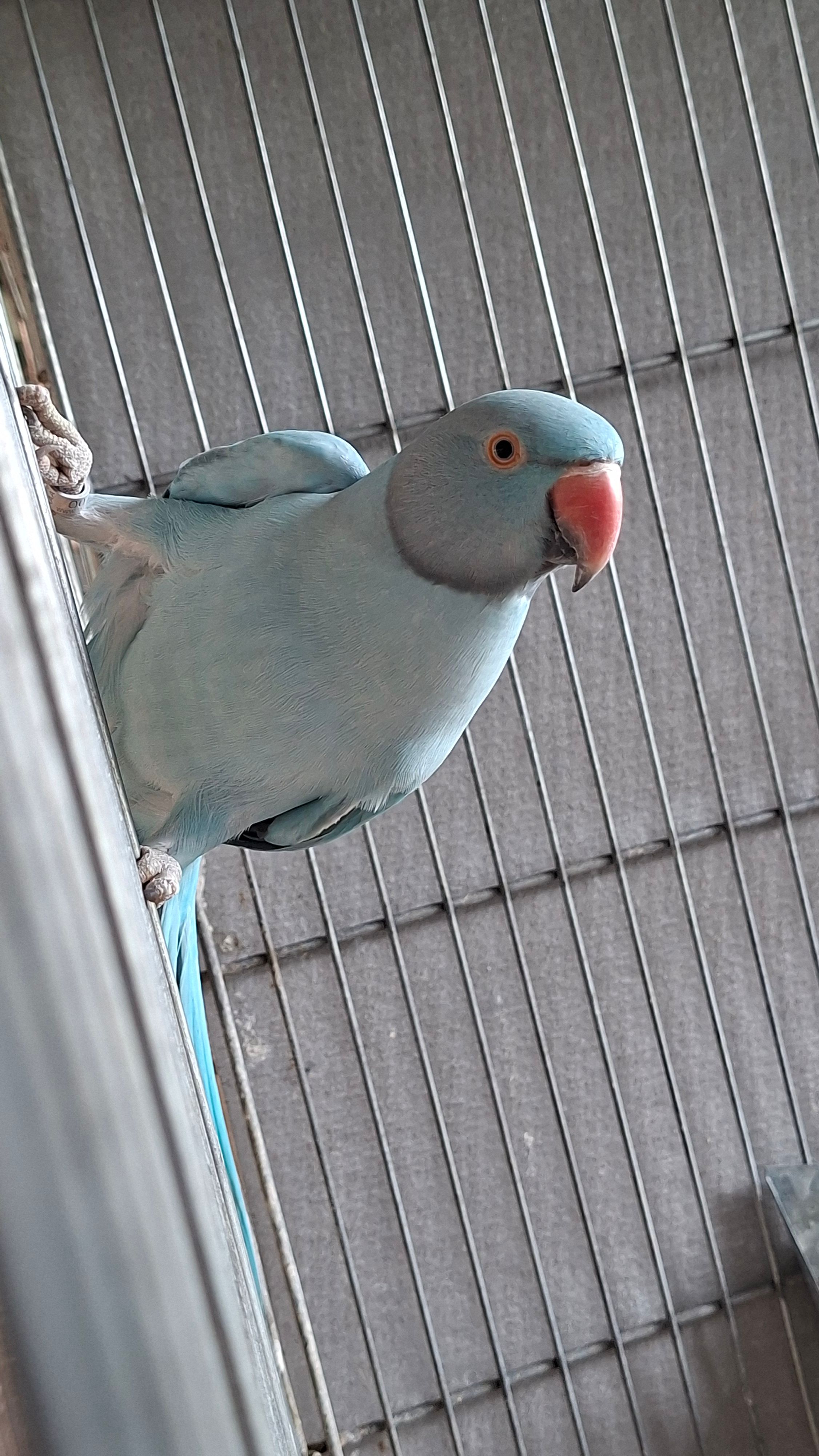 Imagem de perfil de Criadouro Gardens - 3