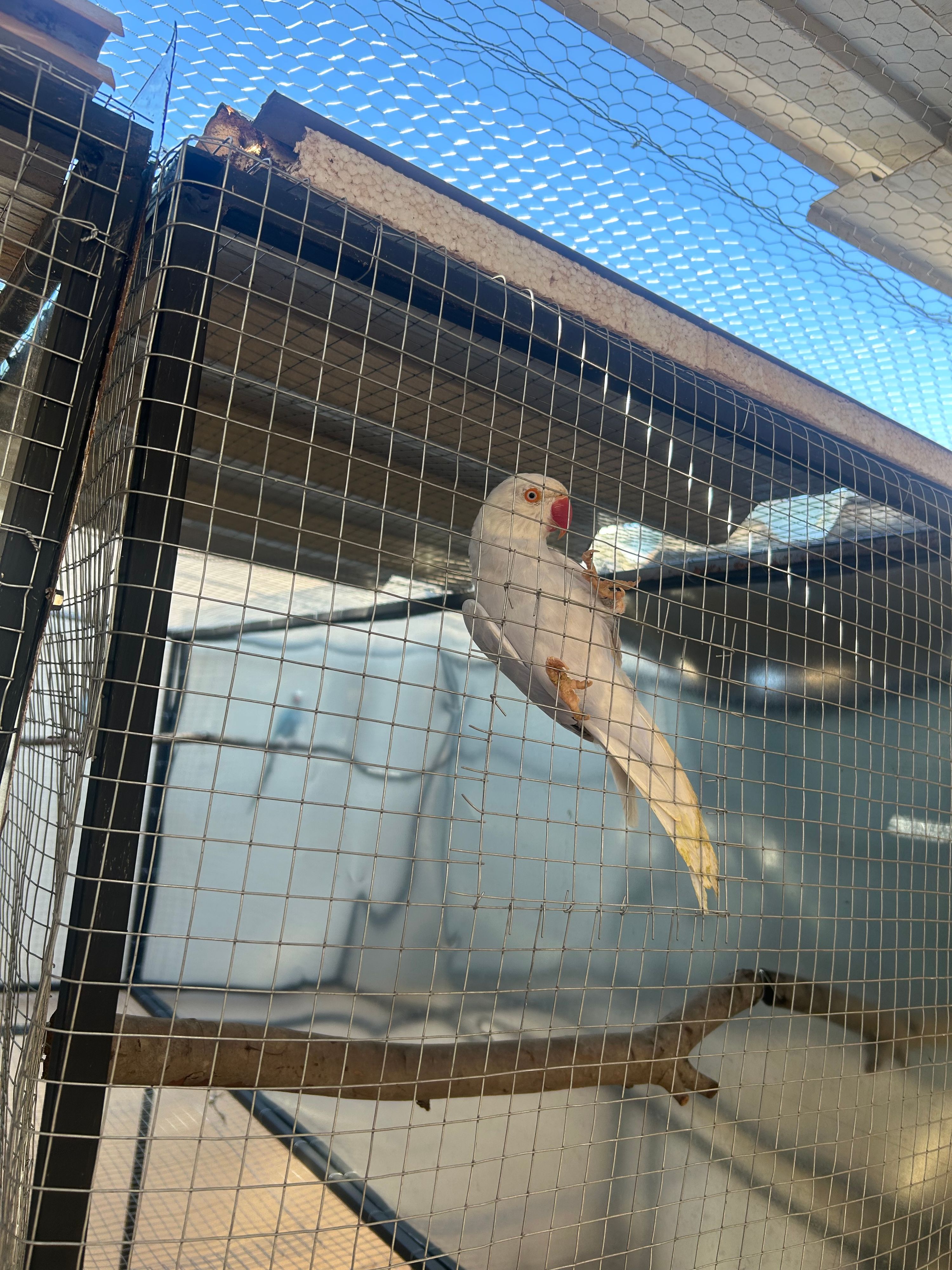 Imagem de perfil de Criadouro_estrela - 2