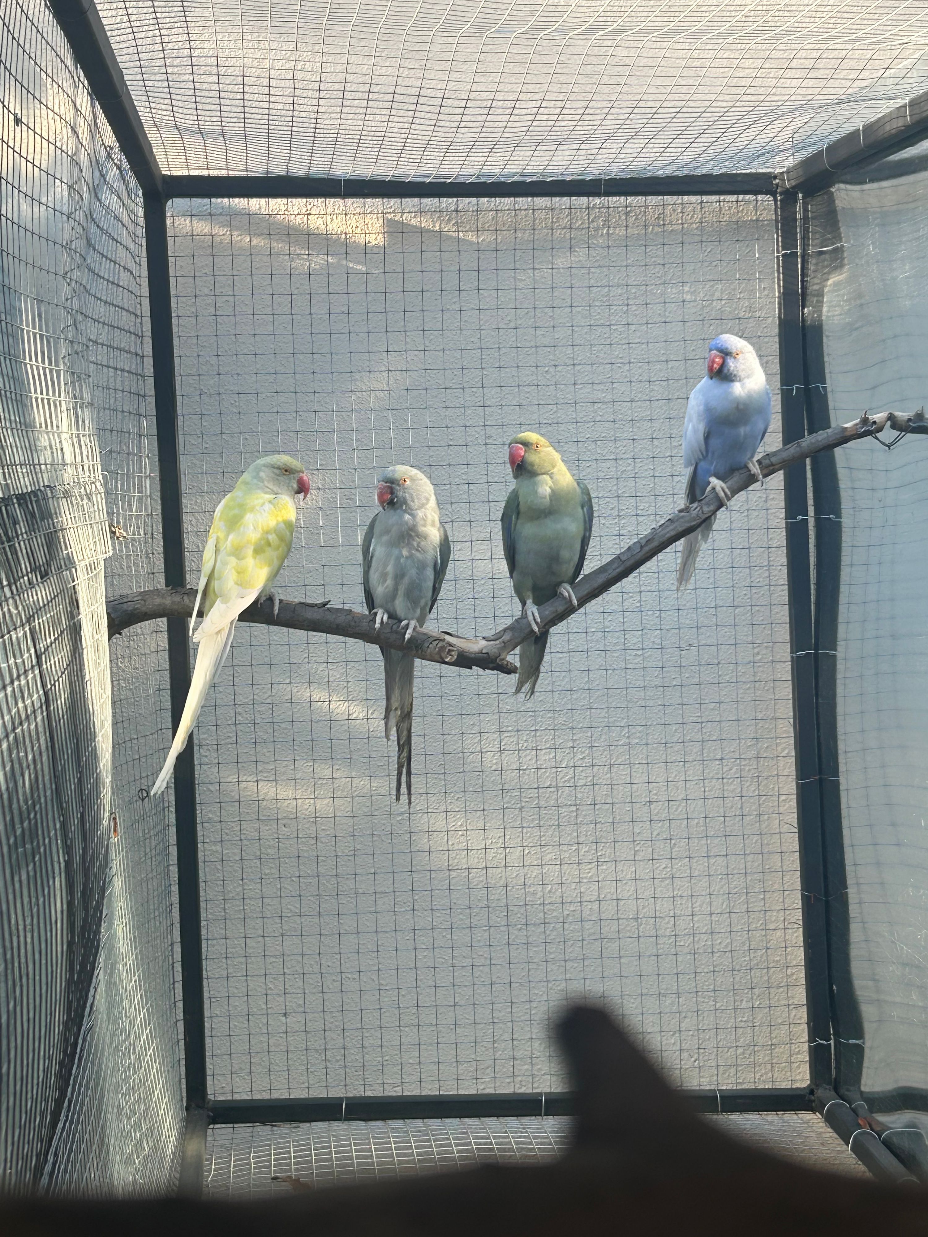 Imagem de perfil de Criadouro_estrela - 3