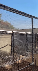 Thumbnail da imagem de perfil de Criadouro_estrela - 1